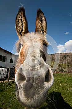 Curious donkey