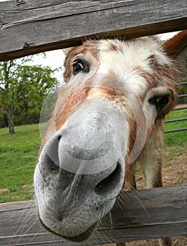 Curious Donkey