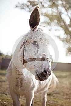 Curious donkey