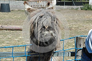 A curious donkey