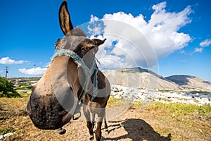 Curious donkey with funny looking a sunny spring day at Santorini.