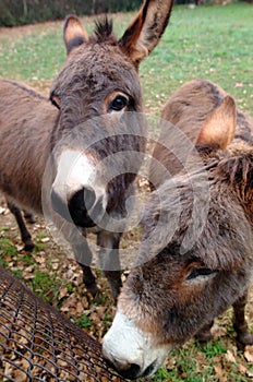 Curious donkeys