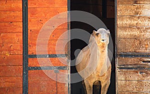 Cute camel in the doorway of its barn photo