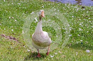 A Curious Duck