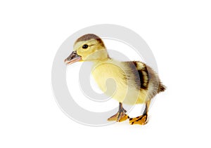 Curious duckling