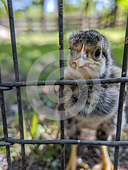 Curious duckling peeking through fence