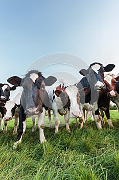 Curious Dutch milk cows