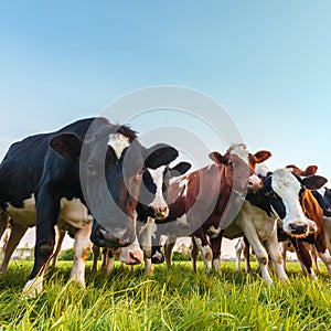 Curious Dutch milk cows