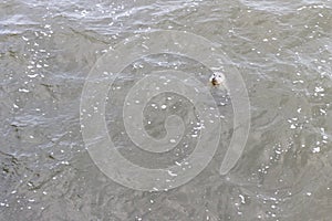 Curious Earless seal in the harbor