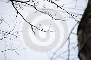 Curious Eastern Bluebird