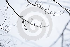 Curious Eastern Bluebird