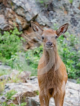 Curious Elk Calf