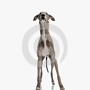 curious english hound hunting dog looking up in an eager way