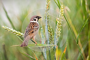 Curious eurasian tree sparrow sitting on spike in the summer.