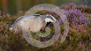 Curious european badger looking aside from profile view on blooming heathland