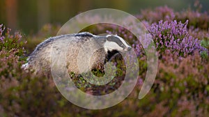 Curious european badger looking aside from profile view on blooming heathland photo