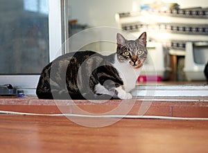 Curious European shorthair cat lying on the floor, a dark gray cat with white paws and breast