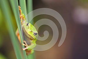 Curious european tree frog griping on grass in spring with copy space