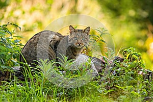 Zvědavá evropská divoká kočka skrývá v zelené vegetaci v lese