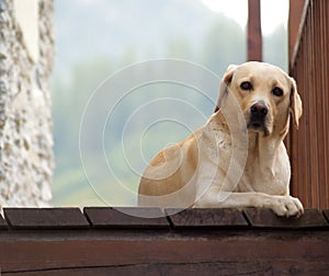 Curious faithful labrador photo