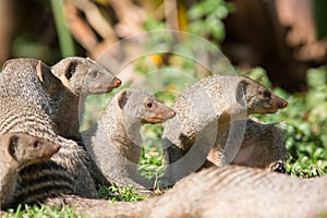 Curious family of banded mongoose