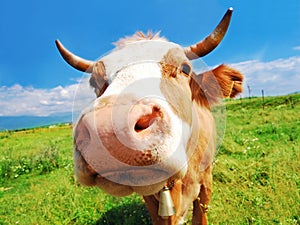 Curious farm cow