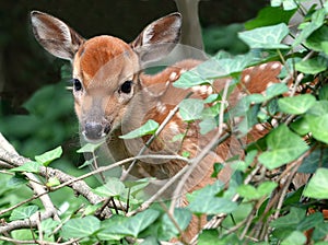 Curious Fawn in a ivy patch