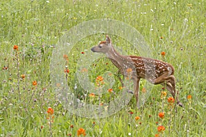 Curious Fawn in Wildflowers