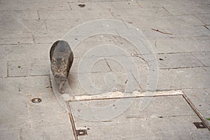 Curious feline cautiously strolling down the sidewalk