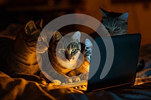 Curious Felines Gather Round, Captivated By The Glowing Laptop Display