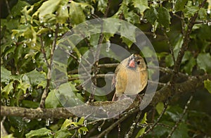 Curious Female Cardinal Bird on Branch