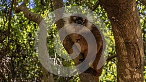 A curious female lemur Eulemur macaco is sitting on the trunk of a tree photo