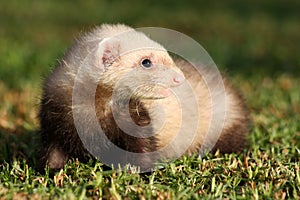 Curious Ferret Kit.