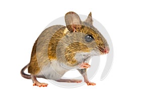 Curious Field Mouse on white background