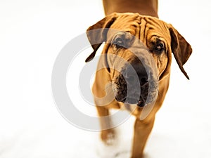 Curious Fila Brasileiro Brazilian Mastiff close-up, copy space photo