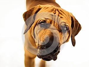 Curious Fila Brasileiro Brazilian Mastiff close-up portrait