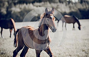 Curious foal grazing in the field in the herd