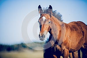 Curious foal grazing in the field in the herd