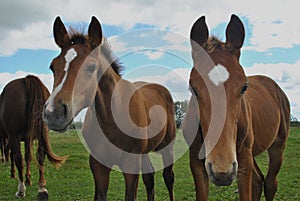 Curious Foals