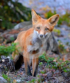 Curious Fox