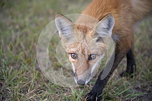 Curious Fox In Warman