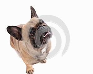 curious french bulldog dog looking up and showing teeth