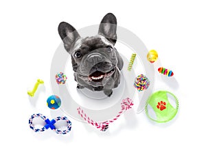 Dog with pet toys photo