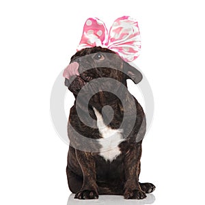 Curious french bulldog with pink ribbon on head licking nose