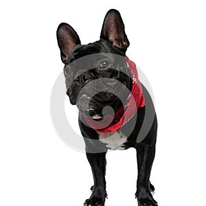 Curious French Bulldog wearing bandana, looking forward and standing