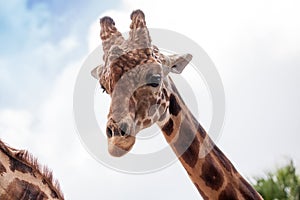 Curious and friendly Reticulated giraffe Giraffa camelopardalis