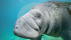 A Curious and Friendly West Indian Manatee