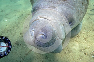 A Curious and Friendly West Indian Manatee