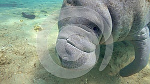 A Curious and Friendly West Indian Manatee