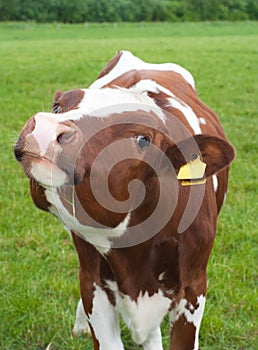 Curious frisian calf